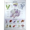 Denoyer-Geppert Charts/Posters, Protist Raised Relief Chart 7505-RR